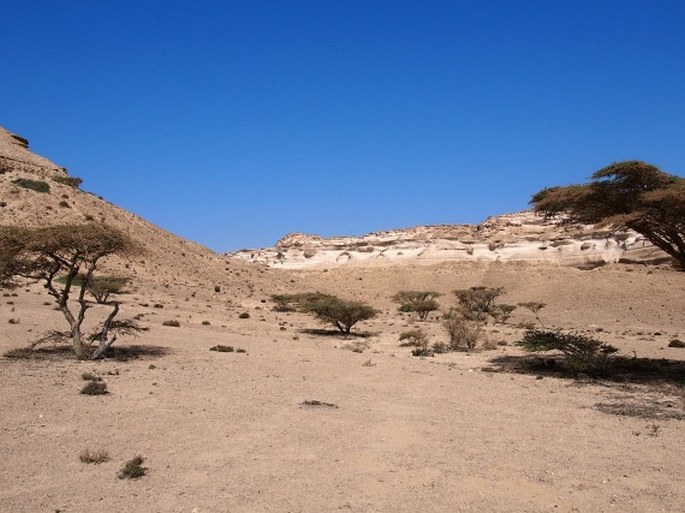 Acacia tortilis