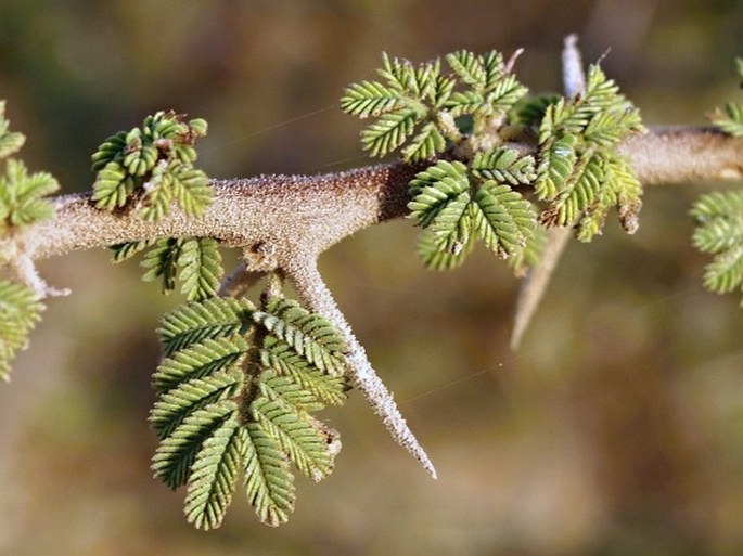 Acacia tortilis