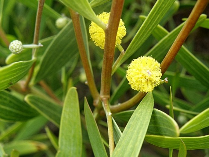 Acacia cyclops