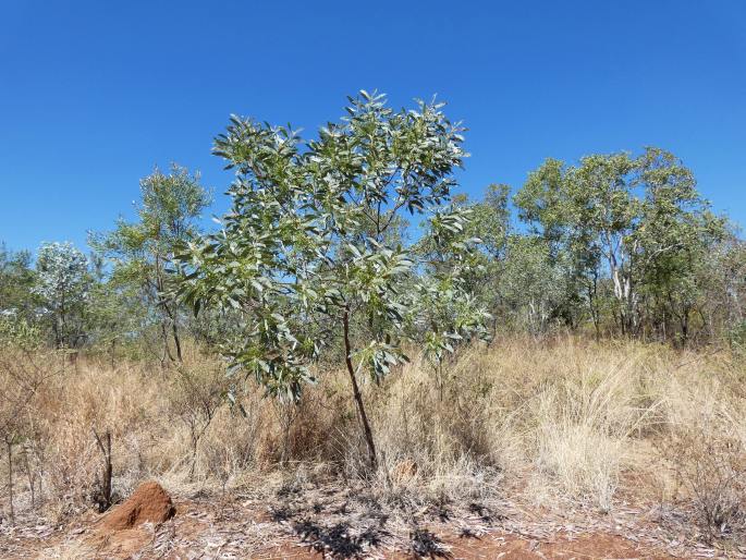 Acacia holosericea