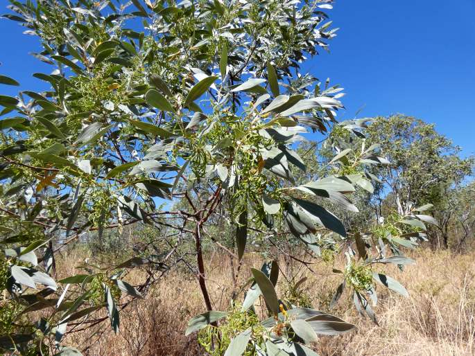 Acacia holosericea