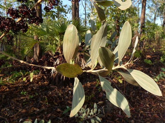 Acacia holosericea