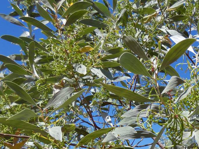 Acacia holosericea