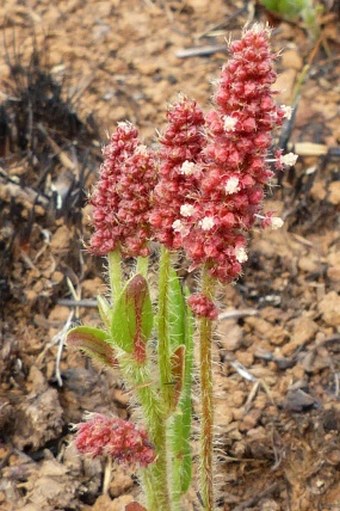 Acalypha depressinervia