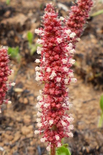 Acalypha depressinervia