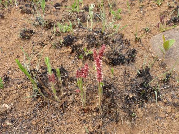 Acalypha depressinervia