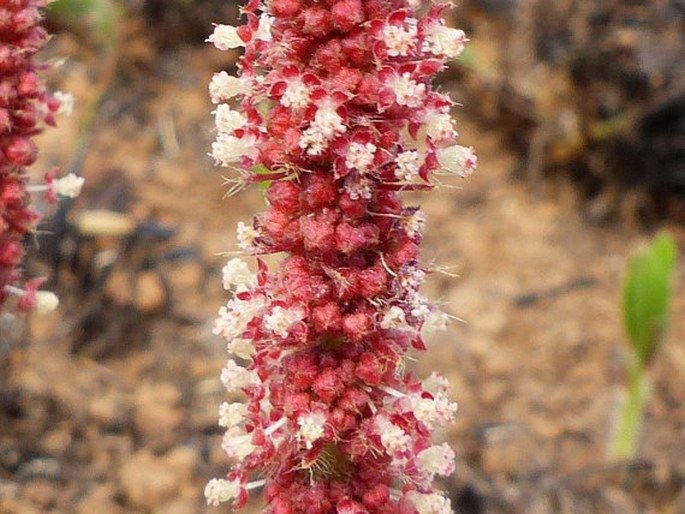 Acalypha depressinervia