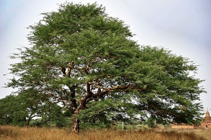 Acacia leucophloea