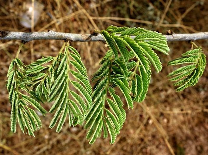 Acacia leucophloea