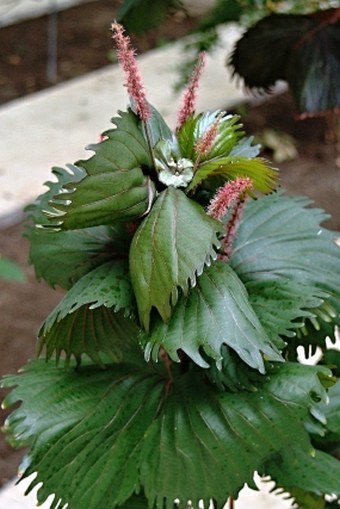 Acalypha wilkesiana