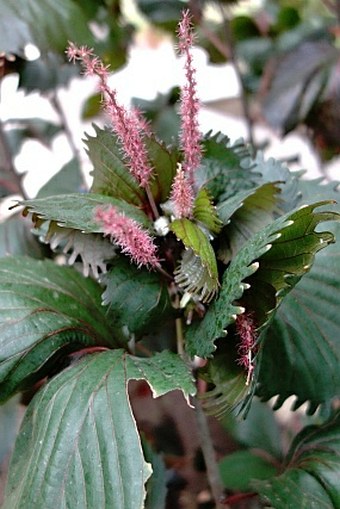 Acalypha wilkesiana