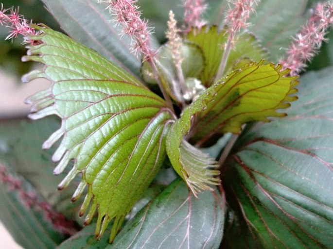 Acalypha wilkesiana