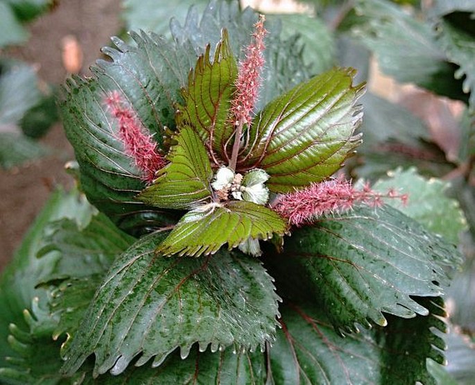 Acalypha wilkesiana