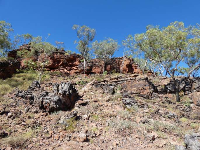 Acacia lycopodiifolia