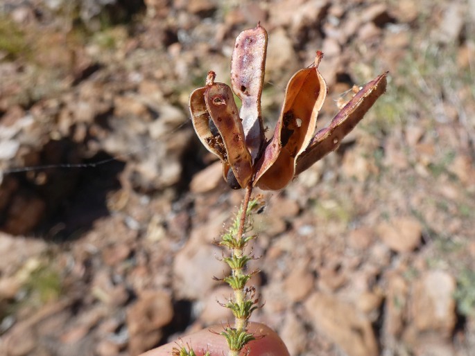 Acacia lycopodiifolia