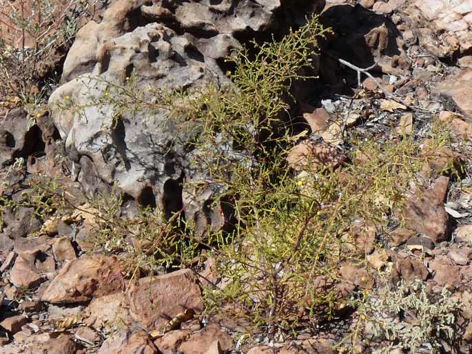 Acacia lycopodiifolia