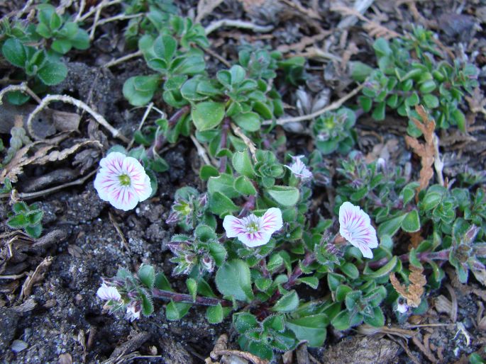 Acanthophyllum cerastioides