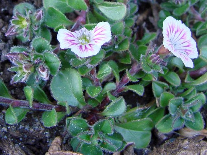 Acanthophyllum cerastioides