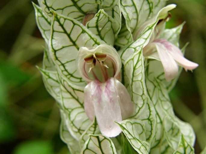 Acanthaceae