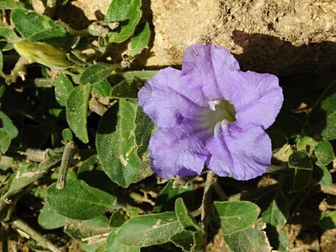 Acanthaceae