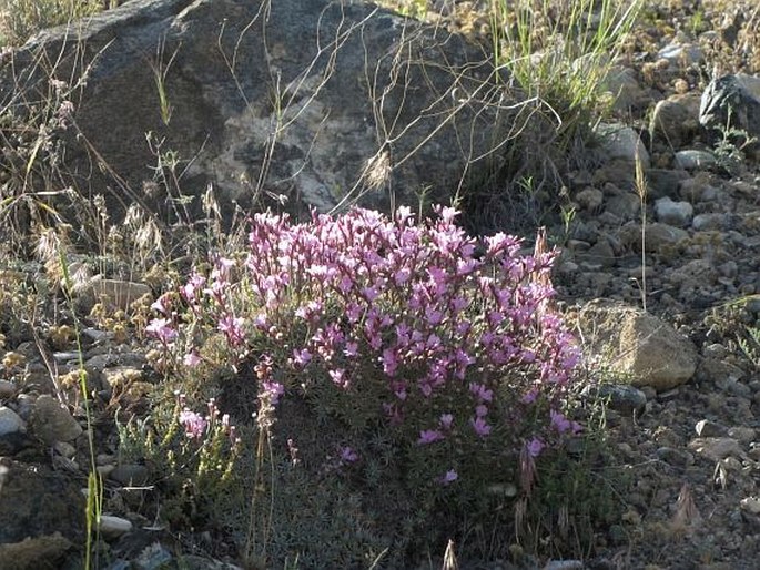 Acantholimon acerosum