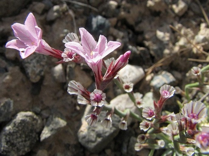 Acantholimon acerosum