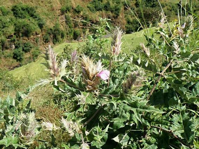 Acanthus polystachyus