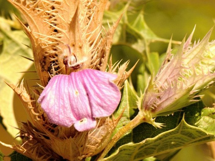 Acanthus polystachyus