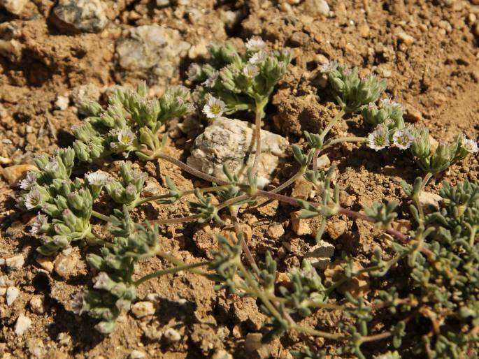 Acanthophyllum sedifolium