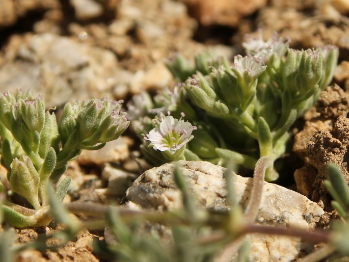 Acanthophyllum sedifolium