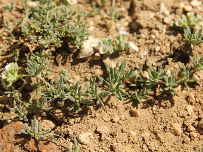 Acanthophyllum sedifolium