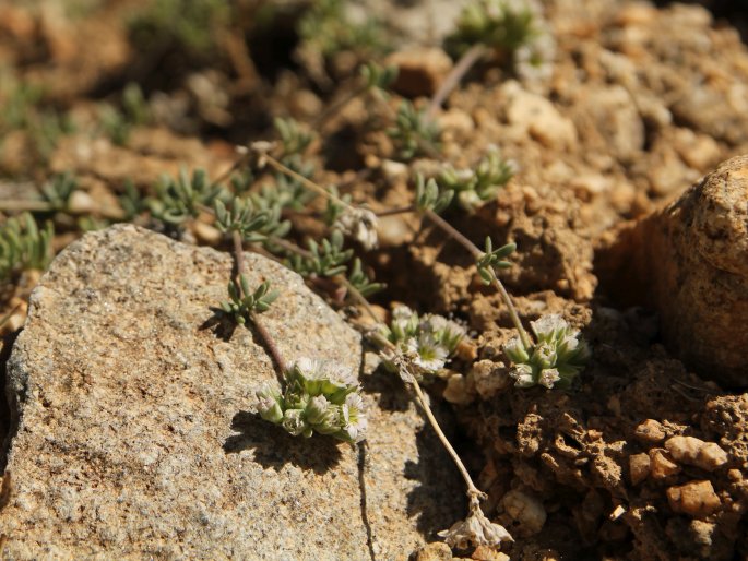 Acanthophyllum sedifolium