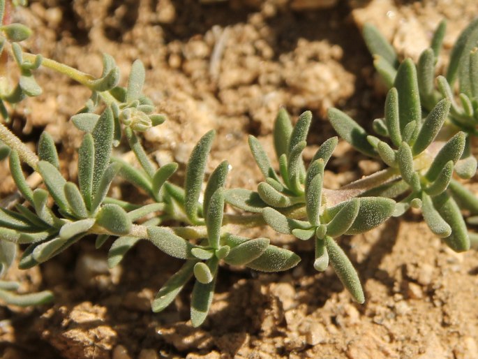 Acanthophyllum sedifolium