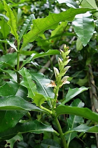 Acanthus ilicifolius