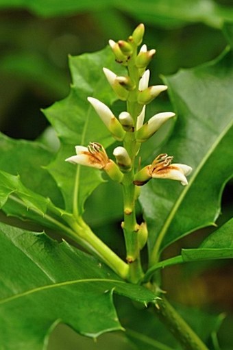 Acanthus ilicifolius