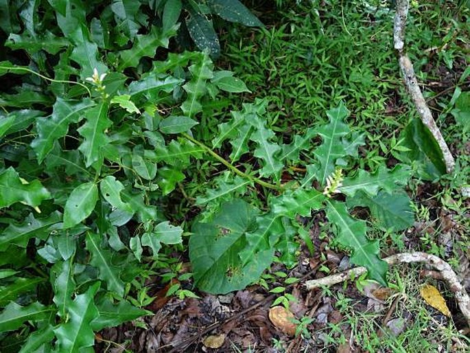 Acanthus ilicifolius