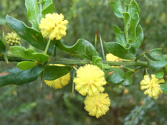 Acacia paradoxa