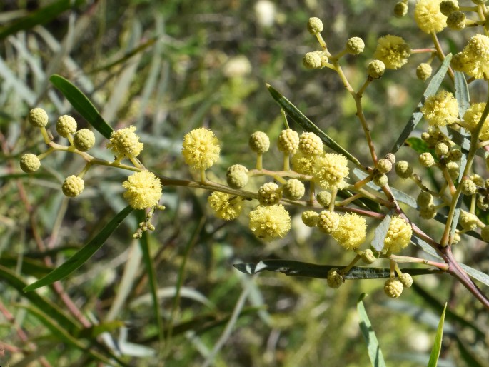 Acacia resinosa