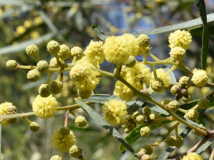 Acacia resinosa