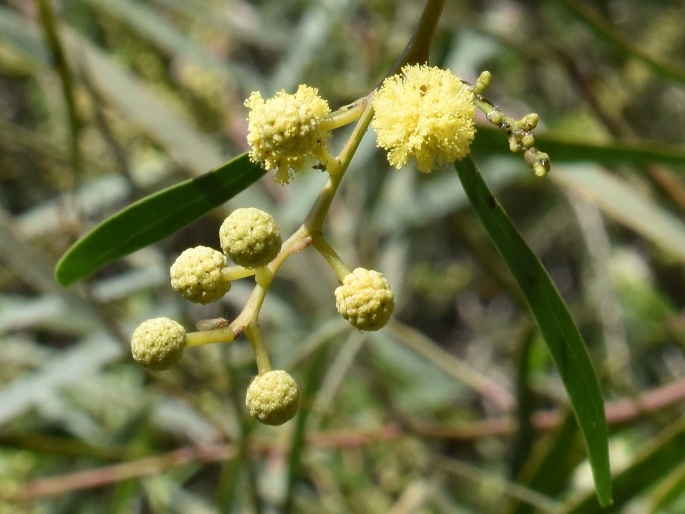 Acacia resinosa