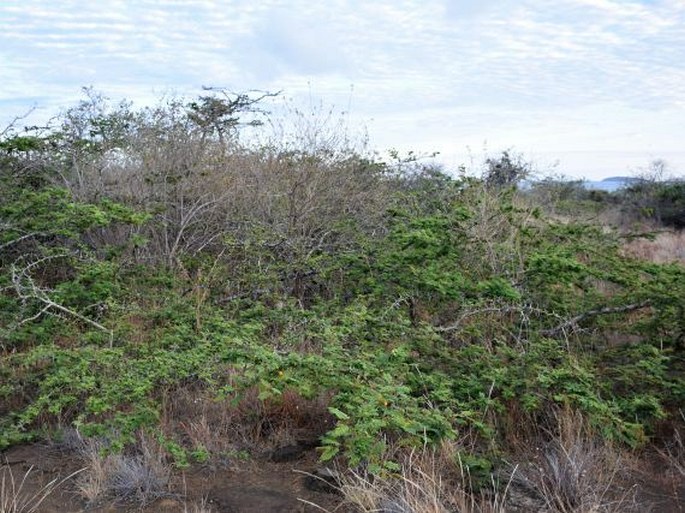 Vachellia rorudiana