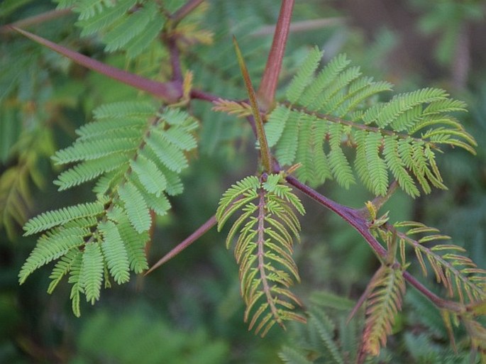 Acacia rorudiana