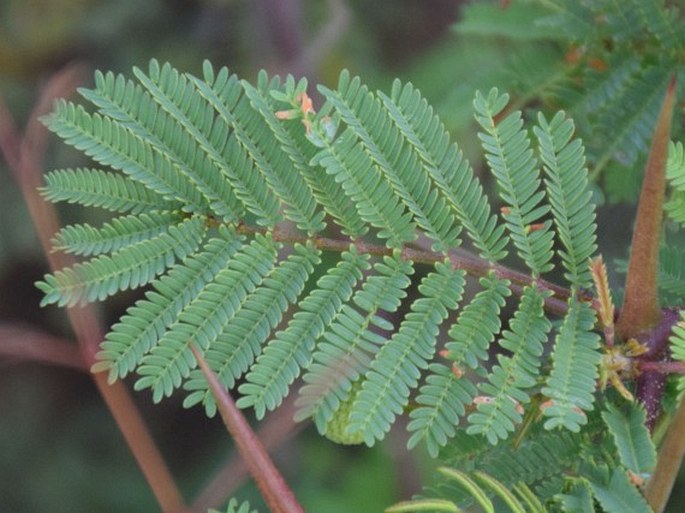 Vachellia rorudiana