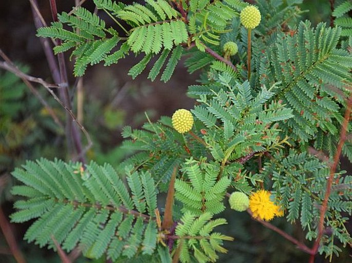 Acacia rorudiana