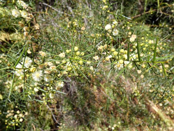 Acacia rupicola