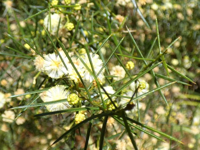 Acacia rupicola