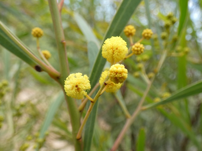 Acacia uncifolia