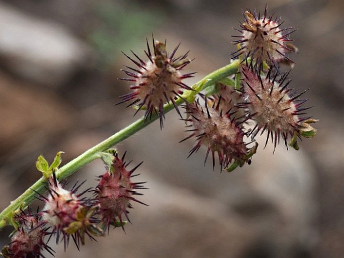 Acaena alpina