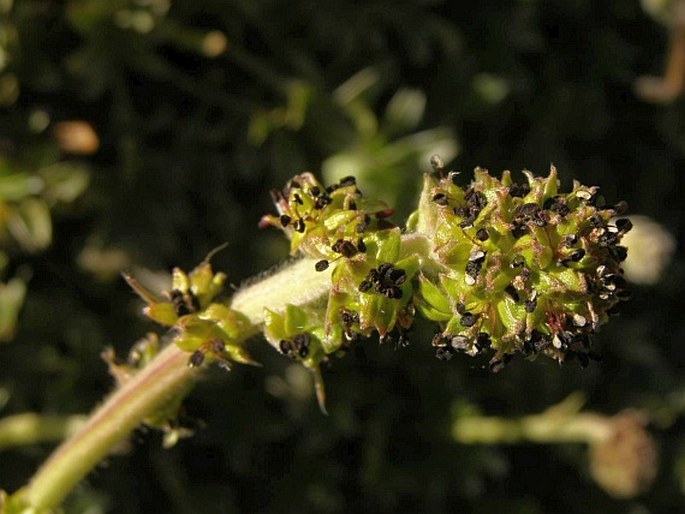 Acaena integerrima