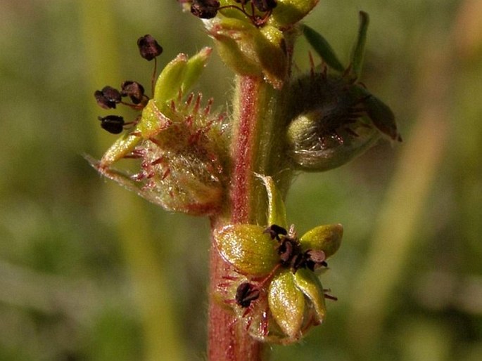 Acaena integerrima